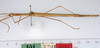 CollectionObject 1561958; 7eeabab2-6d31-432d-b63a-f6d6b8076580: copyright ZMUH, Hamburg. female, lateral view of synonym Sipyloidea filiformis (paralectotype). (CollectionObject).;CollectionObject 1561959; 1b4b0ab5-5da9-49e1-8b00-d1c62e34a828: copyright ZMUH, Hamburg. female, lateral view of synonym Sipyloidea filiformis (paralectotype). (CollectionObject).