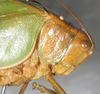 CollectionObject 1564227; NMW 21135, 8e2994fb-5c88-4852-a077-91e5e001c854: female head and pronotum, lateral view. (CollectionObject).