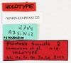 CollectionObject 1583748; 6ee4cc66-e609-45f2-88a0-226a128f7875: copyright MNHN, Paris. female nymph, labels (holotype). (CollectionObject).