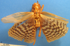 CollectionObject 1505254; 8555300a-128a-471b-8705-2931eab678a4: female, dorsal view (syntype). (CollectionObject).