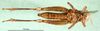 CollectionObject 1575478; 890e8b6d-57ab-44ed-98b0-bee0667f3da2: female, ventral view (paratype). (CollectionObject).
