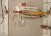 CollectionObject 1559167; ac83a5e6-78f0-4b0f-a174-28a3915deb17: Copyright NZSI, Calcutta. female (holotype). (CollectionObject).