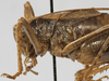 CollectionObject 1539728; 56e64632-c5f4-4c88-93bb-c5f4d175d32c: male pronotum lateral (holotype). (CollectionObject).