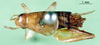 CollectionObject 1500732; c1764ff6-18c3-44d0-805e-cc724f1283aa: male, dorsal view (holotype). (CollectionObject).