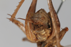 CollectionObject 1505596; 12a843f1-b3c7-4b55-80ef-1855a08ffb82: Male, anterior view (syntype). (CollectionObject).