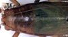 Pomatonota dregii Burmeister, 1838: female head and pronotum, dorsal view. (Otu).