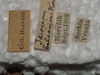 CollectionObject 1939361; 12be3fa2-7fe3-456b-a8af-1ca6719fe87d: (CollectionObject).