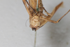 CollectionObject 2601998; b7bddda4-8193-4288-a96d-898299947a43: female, anterior view (syntype). (CollectionObject).