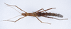 CollectionObject 1558791; 65716cc0-ae0c-4467-87da-86588846a8ea: copyright ZMUH, Hamburg. female of synonym Galactea titschacki (paratype). (CollectionObject).