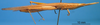 CollectionObject 1594830; ebec30ea-4163-40ff-895c-508dc6dfed6f: female, lateral view. (CollectionObject).