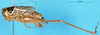 CollectionObject 1505220; e48cec96-838a-4408-a34f-9f62eb5cdfaf: male, lateral view (paratype). (CollectionObject).