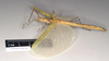 CollectionObject 1562259; 254d0a21-a3c9-48b5-b63c-04fff24f039f: copyright Natural History Museum, London. female, lateral view of Phasma tithonus (synytpe). (CollectionObject).