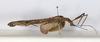 CollectionObject 1561456; 210b211b-1ca0-4b94-8d3e-219cefd491d5: copyright MHNG Geneva. female, lateral view (holotype). (CollectionObject).