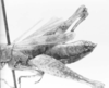 Rehnuciera elegantula (Rehn, 1916): female, abdomen end, lateral view (holotype). (Otu).