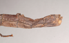 CollectionObject 1559458; NHMUK(SF IMPORT DUPLICATE) 844621, 9b490768-d036-4de7-b05c-5ef3bf418c8c: copyright Natural History Museum, London. female: end of abdomen, lateral view of Hermogenes hosei (holotype). (CollectionObject).