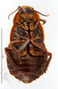 CollectionObject 1587240; MNHN(SF IMPORT DUPLICATE) MNHN-EP-EP1188, 283b026b-8c3f-46e2-89da-deb128b06003: CC BY-NC-ND 4.0/MNHN - Depraetere Marion - 2014. Paratype, female, of variabilis Shelford, 1907. Specimen number: MNHN-EP-EP1188. http://coldb.mnhn.fr/catalognumber/mnhn/ep/ep1188. (CollectionObject).