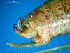 CollectionObject 1500518; c8466fbb-9028-491c-b762-6ff56b613eef: male cerci (syntype of Cestromoecha mundamensis). (CollectionObject).
