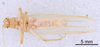 CollectionObject 1523108; b57afcf4-05fa-4197-af9d-3b5c8bcace13: Male, ventral view (holotype). (CollectionObject).