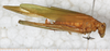 female, right lateral view. Depicts CollectionObject 1565841; c9600cbd-b49d-482d-bfd3-3d5d7dc28546, a CollectionObject.