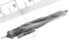 CollectionObject 1525088; 7b15c324-f9a7-4b46-9a56-ade7e6d0a6b7: male, dorsal view (holotype). (CollectionObject).