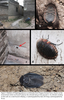 Polyphaga plancyi Bolívar, 1883: Polyphaga plancyi. (Otu).