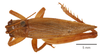 CollectionObject 1477623; ffbb23c7-dee5-4ea0-ba2b-6d9fe06574be, ANSP1116: male, dorsal view (holotype). (CollectionObject).