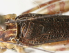 CollectionObject 1535919; d24c0490-9f3f-4c0e-b9c0-c9874d48aa41: male stridulatory apparatus (syntype). (CollectionObject).
