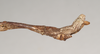 CollectionObject 1557437; NHMUK(SF IMPORT DUPLICATE) 844931, 73dc58a5-5d8b-4a78-8895-2413608daed1: copyright Natural History Museum, London. male: end of abdomen, lateral view of synonym Bactrododema lugardi (holotype). (CollectionObject).