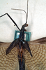 CollectionObject 1559823; 1820c8b3-d64f-41cb-b6eb-c4d44faba946, NMW 232: copyright NMW, Vienna. male: head and thorax, dorsal view (syntype). (CollectionObject).