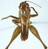 CollectionObject 1530613; 97680aca-b438-4491-86a4-4c961f30e976: male, dorsal view (syntype). (CollectionObject).