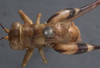 CollectionObject 1505626; 4726fd52-9723-4159-b173-2fa41ed1c114: male, dorsal view (holotype). (CollectionObject).