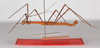 CollectionObject 1560243; 08bbcdb5-257d-4b01-bcbd-02be88b25e11: copyright ZMB, Berlin. male, lateral view (paratype). (CollectionObject).