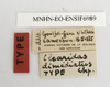 CollectionObject 1539873; 68fbbb67-b4e5-48df-9263-d4490995c461, MNHN-EO-ENSIF6989: labels (holotype). (CollectionObject).