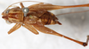 CollectionObject 1576646; NMW 21913, b83b098c-eda0-4bfb-a5ea-e0451161795d: male, dorsal view. (CollectionObject).