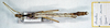 CollectionObject 1557155; 8d88e870-f9fe-447e-8a1e-1f642c0d39c9: copyright MSNG. male (holotype). (CollectionObject).