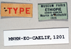 Dictyophorus (Tapesiella) griseus griseus (Reiche & Fairmaire, 1849): male, labels (syntype of Tapesia aethiopicus). (Otu).