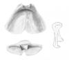 Ceuthophilus (Geotettix) occultus Scudder, 1894: Figs. 79-79a-b. epiphallus. (Otu).