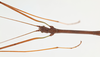 CollectionObject 1560520; 40205467-2f9e-40e7-b463-d6a4a53a4100: copyright Gunvi Lindberg, NRM, Stockholm. male: head & thorax, lateral view (holotype). (CollectionObject).