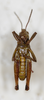 CollectionObject 1588508; 74598a73-8dd6-4a0a-b5be-a8d374b2f4c5: male, ventral view. (CollectionObject).