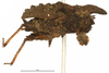 CollectionObject 1521857; 1024a1f4-f54d-49b4-a362-f789cf8afa5b: female, lateral view (holotype). (CollectionObject).
