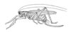 CollectionObject 1521547; 69eb0aa1-2803-40e5-b197-5395c33481ff: Fig. 27 (after female type). female habitus (Gryllacris larvata, tegmen length 36.5 mm, ovipositor 25.5 mm). (CollectionObject).;CollectionObject 1521548; f5880b39-2ae9-4037-97c3-cd374d7075f0: Fig. 27 (after female type). female habitus (Gryllacris larvata, tegmen length 36.5 mm, ovipositor 25.5 mm). (CollectionObject).