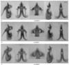 Philocleon scudderi (Hebard, 1932): male genitalia. (Otu).