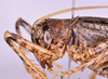 CollectionObject 1581155; 30f9cf53-5069-430f-8639-f52b6ddc6c9f: female, head and pronotum, lateral view (paratype). (CollectionObject).