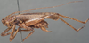 CollectionObject 1505780; 33cda1f1-06f4-4333-9633-125df9c87c80: male, lateral view (syntype). (CollectionObject).
