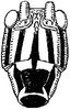 Cocconotus (Cocconotus) zebra Beier, 1960: Fig. 83. female face. (Otu).