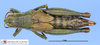 CollectionObject 1565771; 23279b4b-3c56-4fa3-ab84-11ef9ba45df2: female, dorsal view. (CollectionObject).