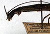 CollectionObject 1556919; 66293af7-6c1f-46e5-a1df-3410a32fda7f: copyright NMW. female: head and thorax, lateral view (paralectotype). (CollectionObject).