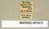 CollectionObject 1573179; 232167d8-b2ac-4ade-93ab-383d9b0dd23f: Copyright Natural History Museum, London. Labels from non-type (adult female) in BM(NH). (CollectionObject).