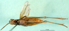 CollectionObject 1502020; 0b624baa-6eca-47e7-b27a-4a87991d9025: male, ventral view (paratype). (CollectionObject).