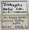 CollectionObject 1566328; 44e09479-9691-4044-ae8c-c31c27f5fa1f: labels male. (CollectionObject).